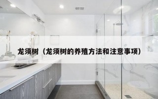 龙须树（龙须树的养殖方法和注意事项）