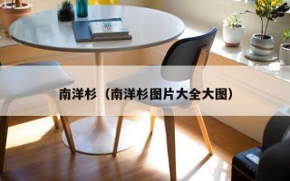 南洋杉（南洋杉图片大全大图）