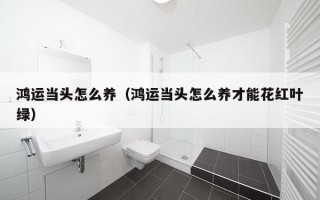 鸿运当头怎么养（鸿运当头怎么养才能花红叶绿）