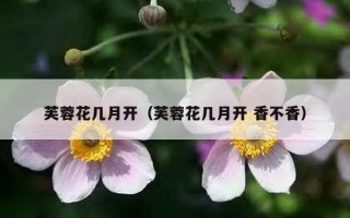 芙蓉花几月开（芙蓉花几月开 香不香）