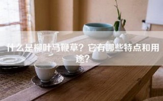 什么是柳叶马鞭草？它有哪些特点和用途？