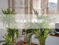 什么是月星集团？