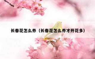 长春花怎么养（长春花怎么养才开花多）