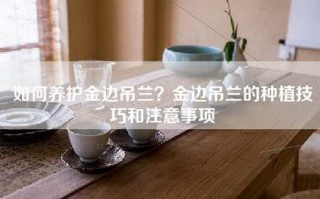 如何养护金边吊兰？金边吊兰的种植技巧和注意事项