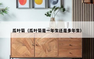 瓜叶菊（瓜叶菊是一年生还是多年生）