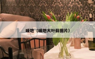 暖地（暖地大叶藓图片）