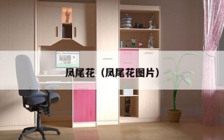 凤尾花（凤尾花图片）