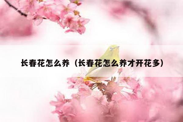 长春花怎么养（长春花怎么养才开花多）-第1张图片