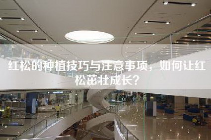 红松的种植技巧与注意事项，如何让红松茁壮成长？-第1张图片