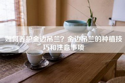 如何养护金边吊兰？金边吊兰的种植技巧和注意事项-第1张图片