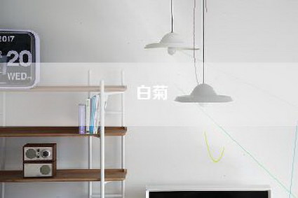白菊-第1张图片